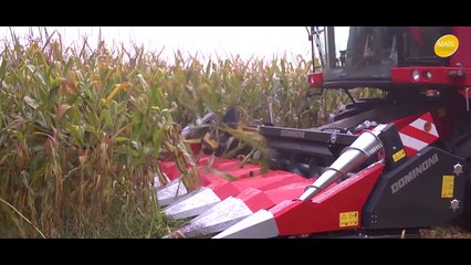 Le poulet label du Sud-Ouest : un fleuron de la filière maïs