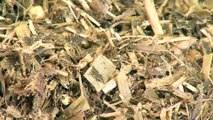 Elevage bovin : le maïs fourrage composante essentielle de la ration alimentaire