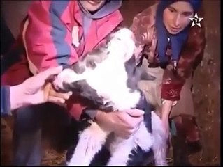 COW S BABY HAVING TWO FACE سبحان تیری قدرت
