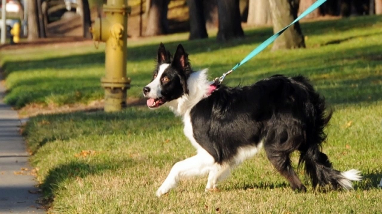 Dog training - Training the shy or fearful puppy or dog