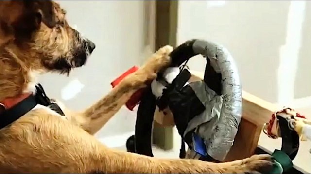 Dog training - Training your dog not to chase cars