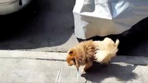 Dog Pees Weird