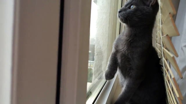 Un chaton voit la neige pour la première fois