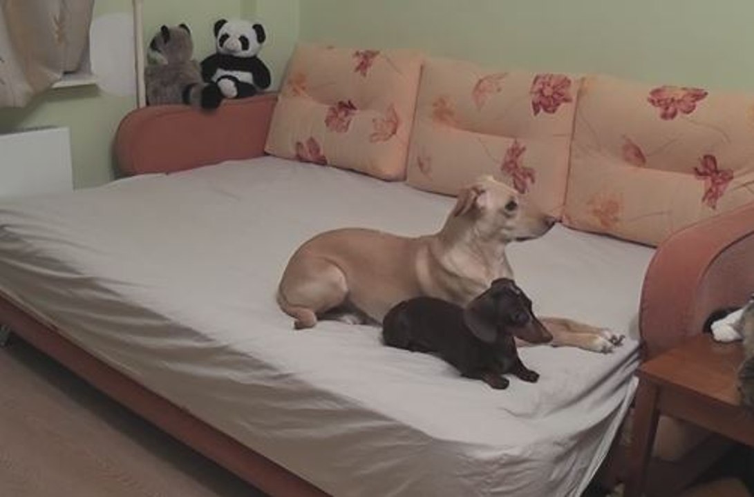 Esto es lo que hacen tus mascotas cuando no est...