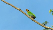 Observation de perroquets sur les berges du Rio Madre de Dios et d'Hoatzins huppés au Lodge Inkaterra Hacienda Conception - Puerto Maldonado - Pérou