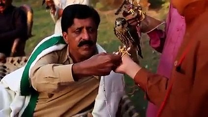 How they catch, tame and hunt with Falcons - Watch a beautiful short Documentry