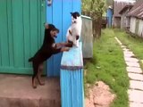 Puppy plays and annoys cat - funny!