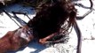 Dead Mermaid Found On Beach After Hurricane… - Lateefay