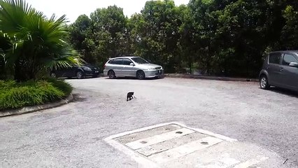 Kung Fu! Stupid cat is fighting with a lizard, funny video
