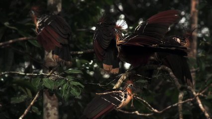 Ecuador presente en el Super Bowl