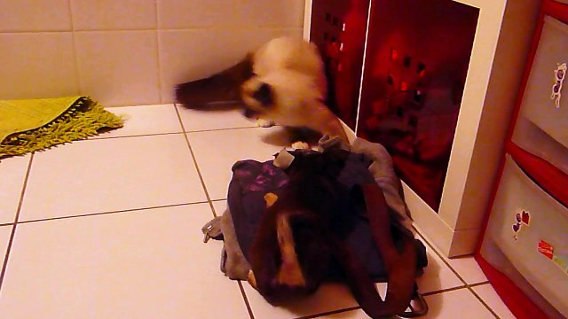 chihuahua vs sacré de birmanie