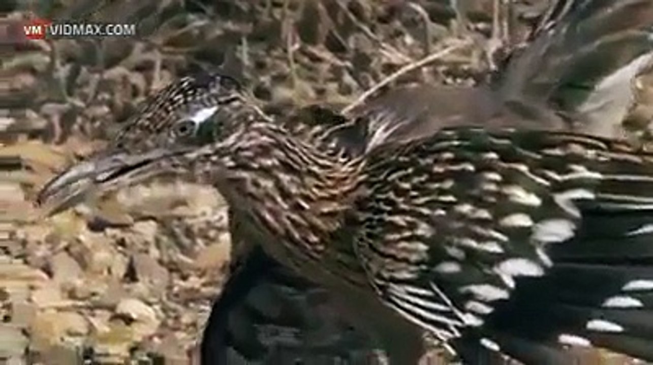 Rattlesnake vs Roadrunner video Dailymotion
