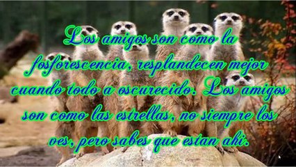 Download Video: Frases Bonitas de Amistad - Frases Bonitas de Amigos