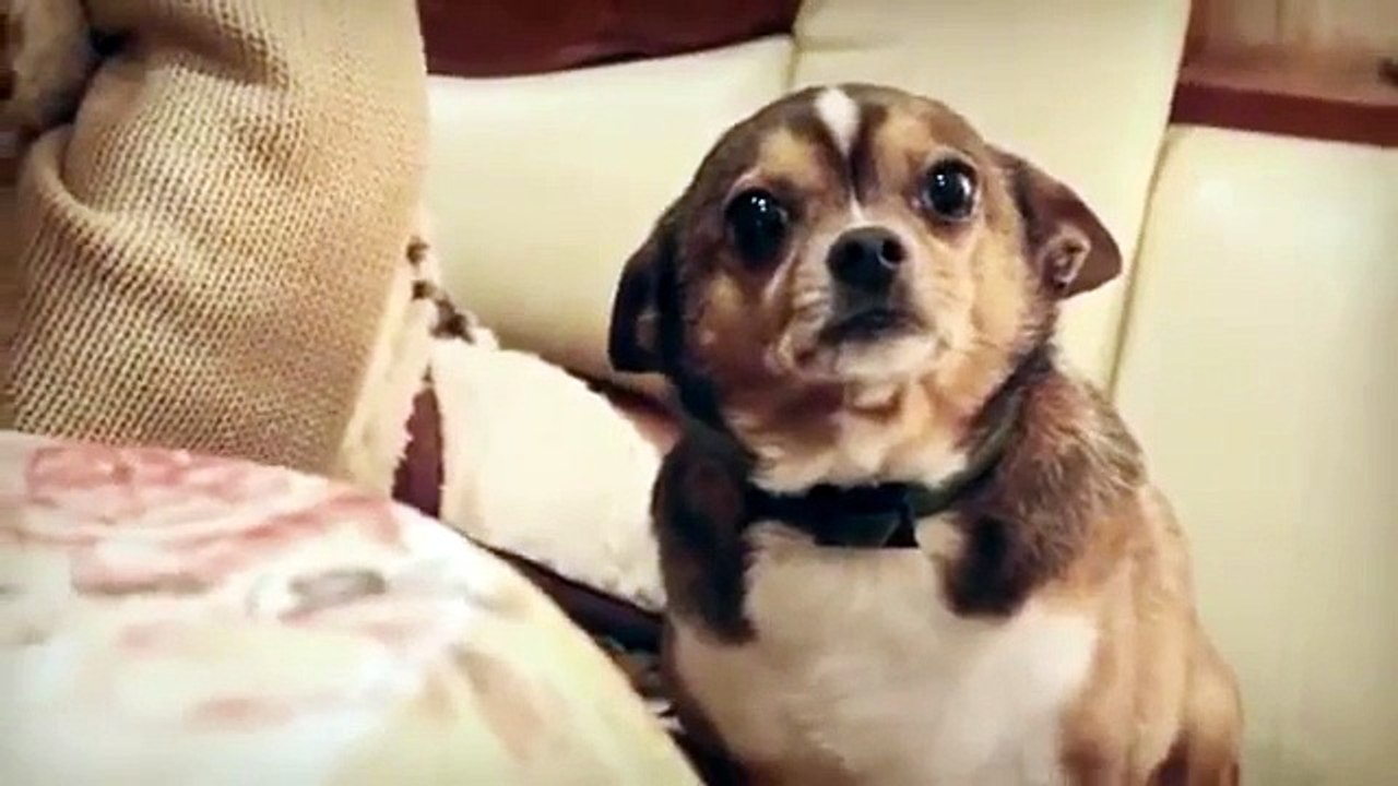 Умная собака признает свою вину - прикол !