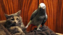 Parrot scares a cat and tells him: listen to me !