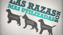 Perros Guia - Lazarillos - RevistaCanina.com