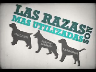 Perros Guia - Lazarillos - RevistaCanina.com