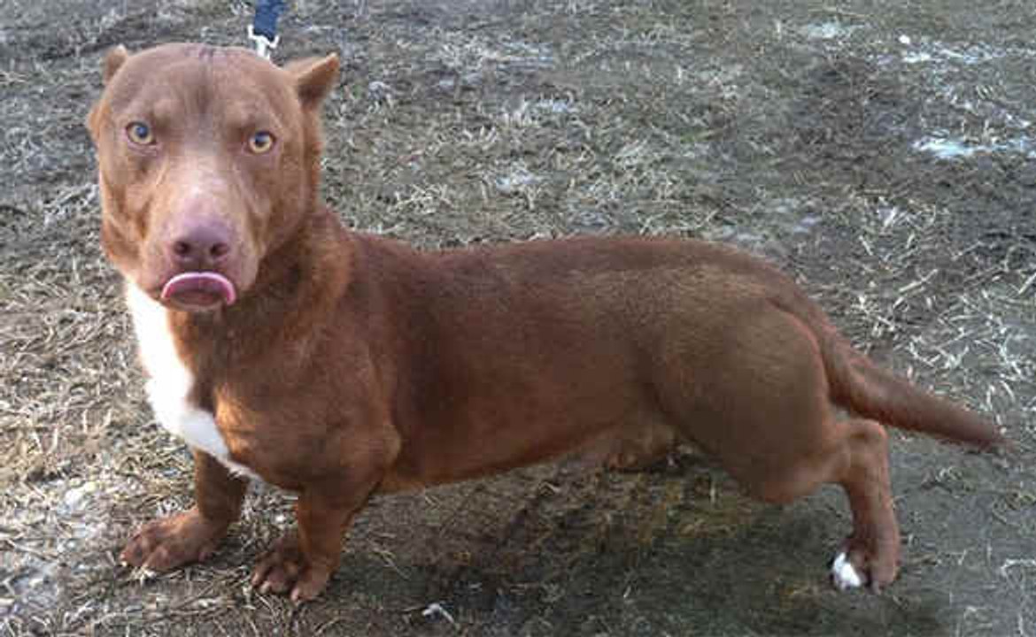Dachshund-Pitbull mix has a huge head and tiny feet