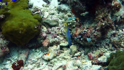 Diving in Raja Ampat, 2015
