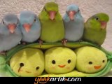 Beşiz papağanların sevimli halleri :)