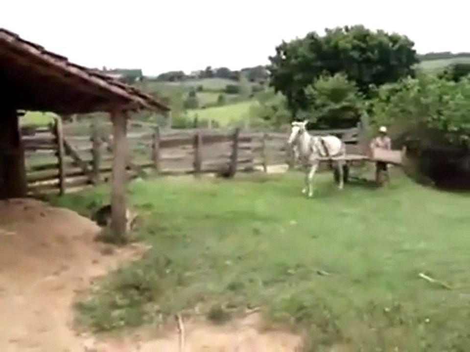 INTELLIGENT HORSE