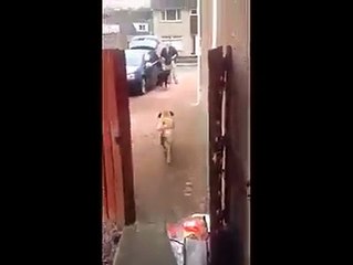 Where can i find such a great dog like this