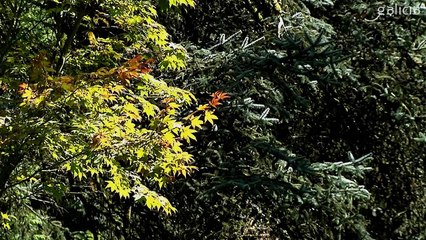 Castillo de Soutomaior-Soutomaior (Pontevedra)