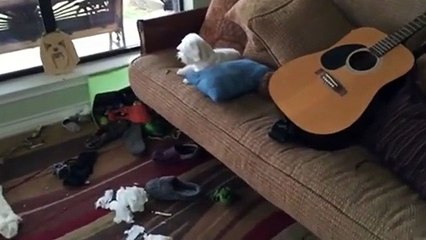 The face of a guilty dog...