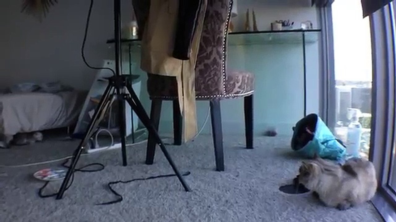 Mishka Meets Cayenne! Cute Munchkin Kitties Meet first Time