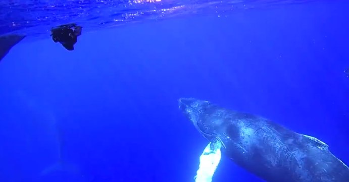 Incredible Close-Up Encounter With Humpback Whales