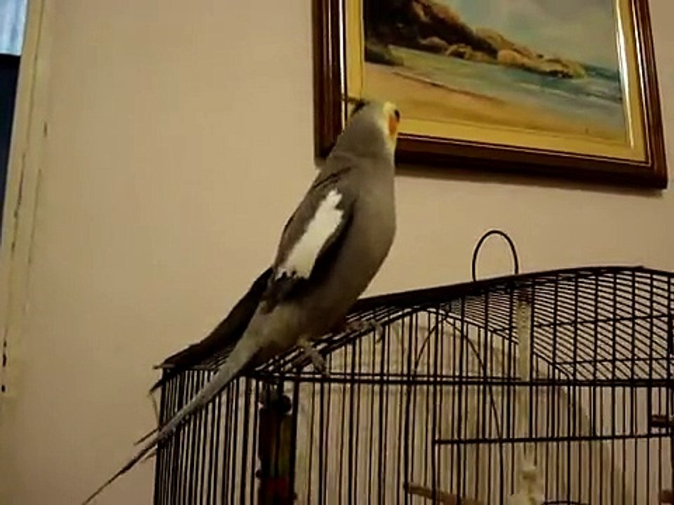 Calopsita canta Cântico do Reino 43