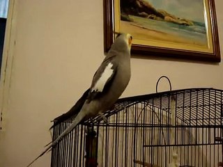 Calopsita canta Cântico do Reino 43