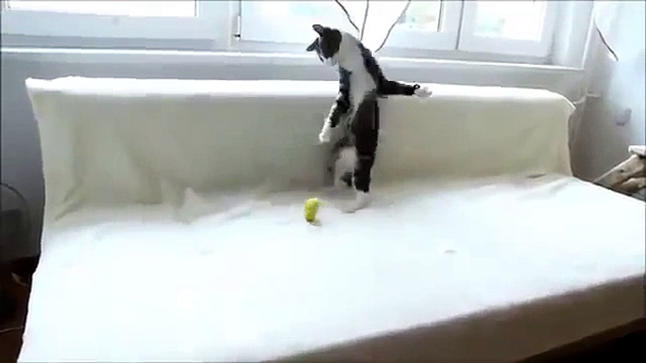 Заряженный котенок