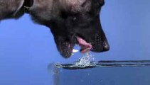 Slow Motion Dog Drinking | Funny Videos
