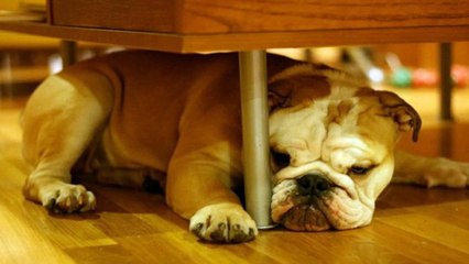 Dog training - Training your dog the right way