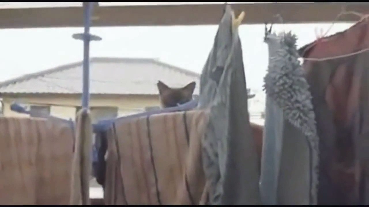 Cat Jump Fail ****AMUSING/HD/