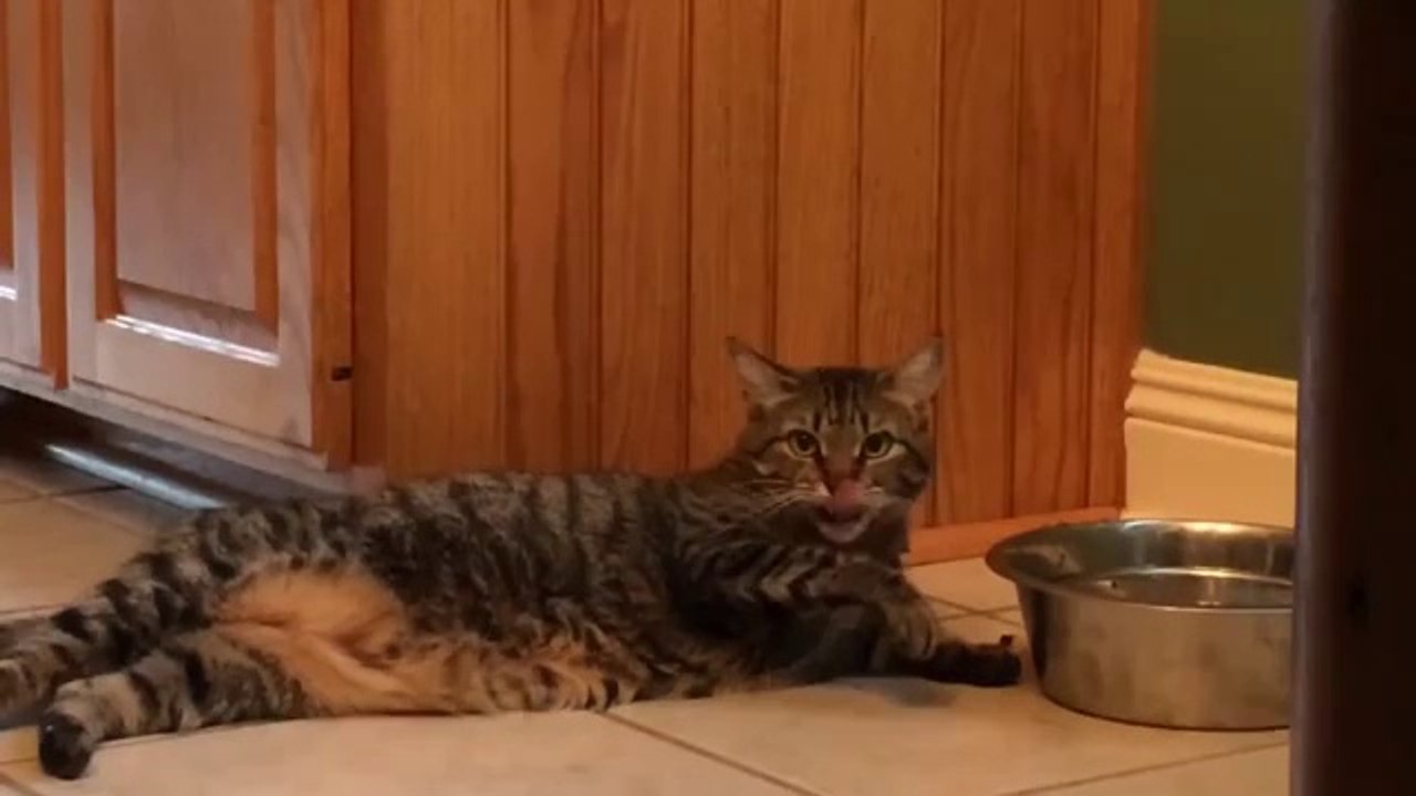 Lazy cat drinking water