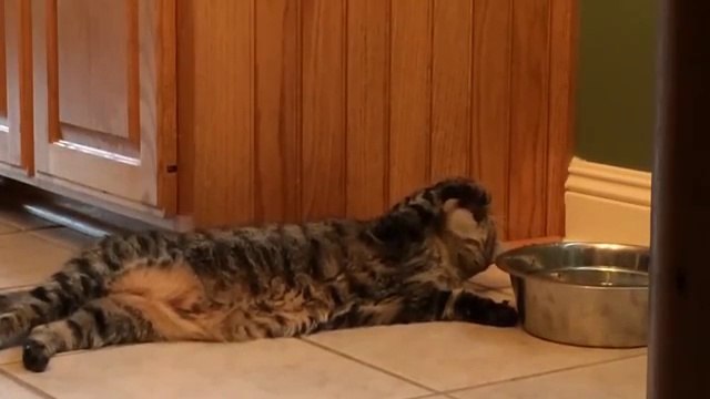 Un chat paresseux boit de l'eau