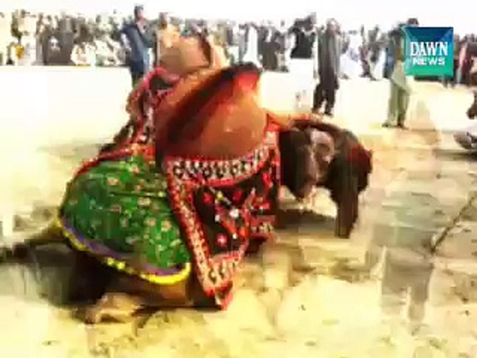 Camel Fight in Rajanpur