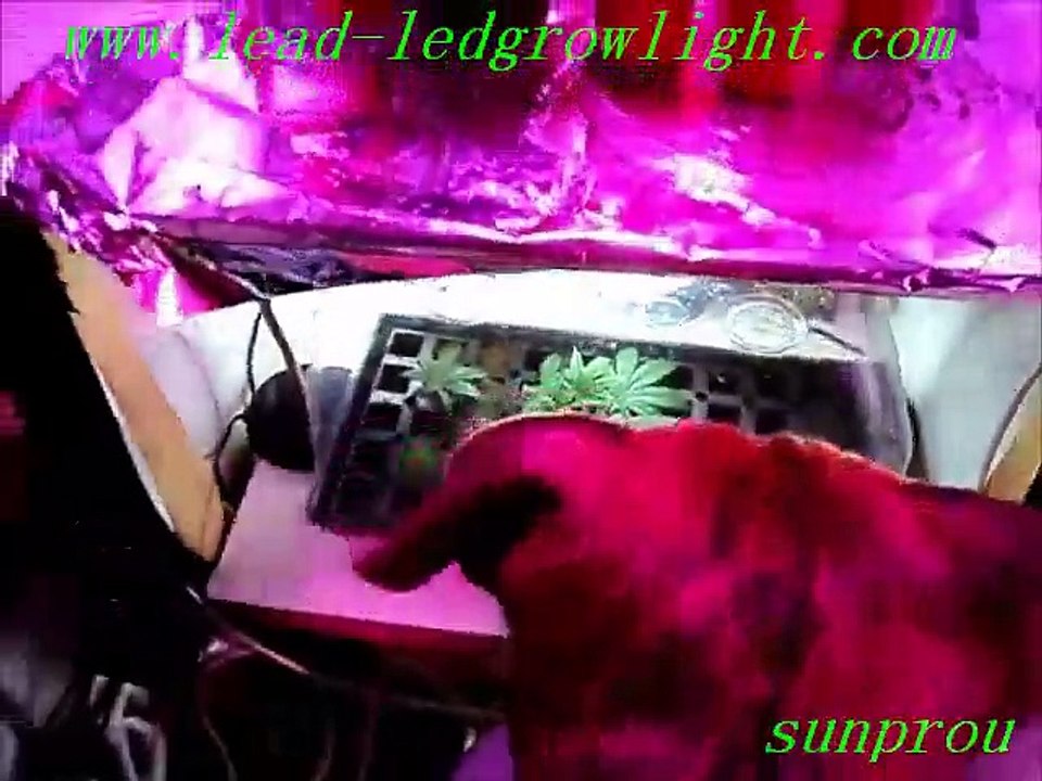 new led plant light with wholesale price