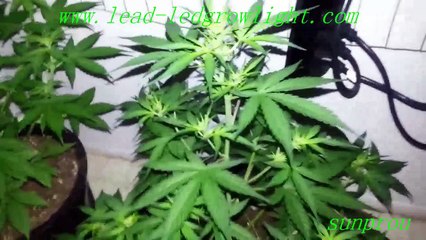 led plant lamp with wholesale price