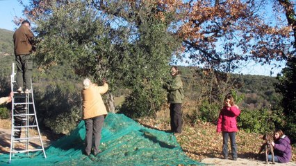Huile d'olive Tunisie | Tunisian Olive Oil