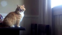 Funny Cat Attempting Fail Video/HD/