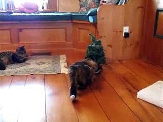 Funny Cat Stunts