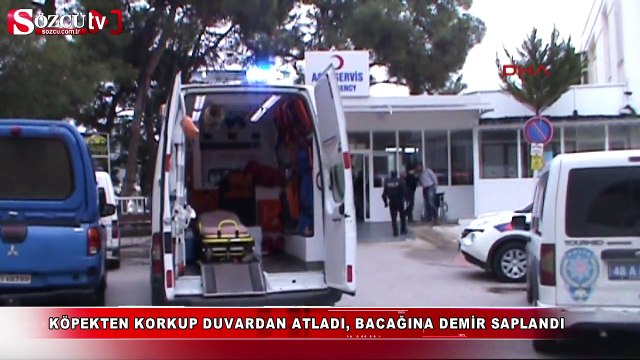 Köpek korkusu canından ediyordu!