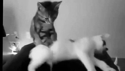 Michael Kossar: Amazing funny Cat Videos