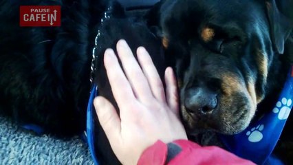 La réaction de ce Rottweiler à la mort de son frère est bouleversante
