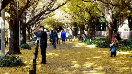 Tokyo Gaienmae Ginko Time Lapse