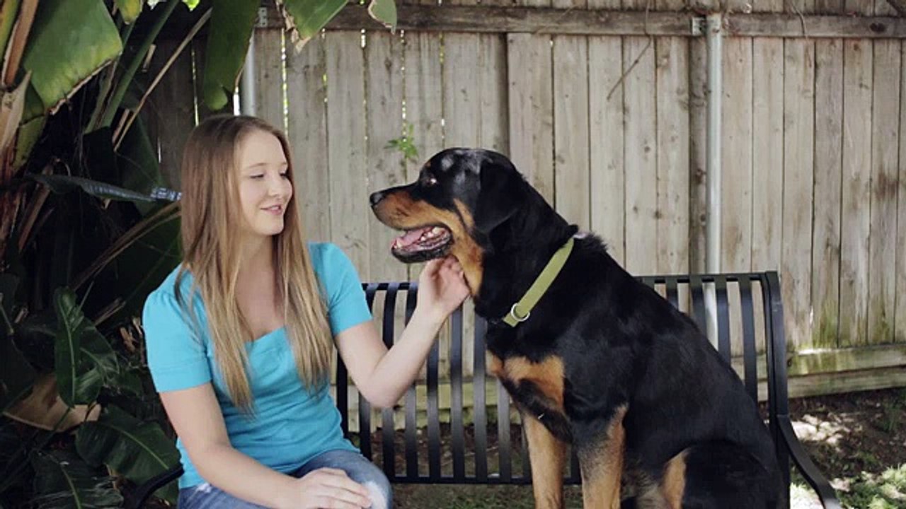 Why Everyone Needs A Dog Right Now