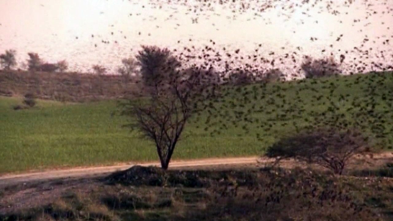 Massive 'murmuration' of starlings in Israel's skies